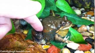 Barry demonstrates the Pobblebonk sound for PleaseDoNotDoThatThanks [upl. by Amadeus588]