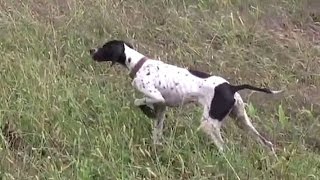 Bildircin Avi Yenibosna Avci Dernegi 30 Ekim 2010 Quail Hunting in Turkey [upl. by Odnalra905]