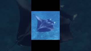 Huge Manta Ray Filter Feeding on Zooplankton  Maldives [upl. by Ssalguod109]