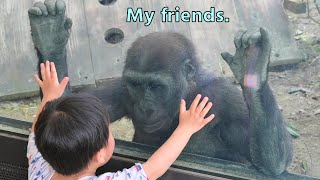 Gorilla Kintaros new playmate【Kyoto city zooGorilla Fam】 [upl. by Eidassac222]