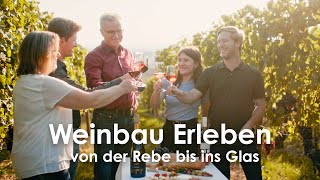 Weinbau Erleben  von der Rebe bis ins Glas  Weingut Ott aus Hohenhaslach  Doku [upl. by Moguel]