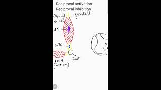 Golgi tendon organ Reciprocal activation and inhibition [upl. by Anwahsal]