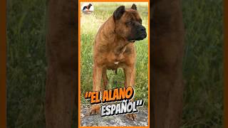 Alano Español quotEl antiguo perro guerrero españolquot🐕⚔️ alano alanoespañol perros [upl. by Lema]