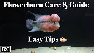 How To  Care For Your Flowerhorn  Flowerhorn Care amp Guide  In HINDI [upl. by Giuditta]