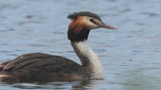 Crested Grebes swimming in freshwater dam [upl. by Souvaine]