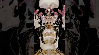 Exploded view of the brain and skull anatomy meded 3dmodel [upl. by Henka]