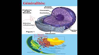 Biologie cellulaire  réticulum endoplasmique Granulaire et Lisse REG et REL [upl. by Nylecsoj]