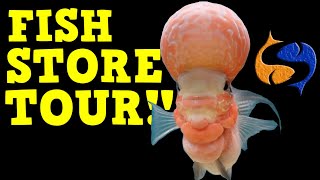 Fish Store Tour Beltway Aquariums in Waldorf MD New Fish For The 75 Gallon Peacocks [upl. by Atile]