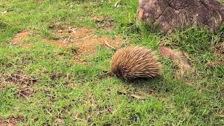 Echidna looking for ants to eat [upl. by Ollecram]