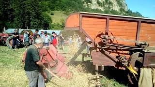 Vidéo de battage à lancienne avec une batteuse à Cornus en Aveyron [upl. by Ocer]