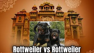 Rottweiler vs Rottweiler में कौन जीतेगा [upl. by Eiramadnil]