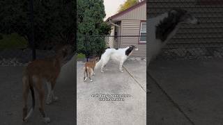 abby cries about puppy problems part 2 borzoi puppy dogsofyoutube petshorts sisters dogs [upl. by Toy700]