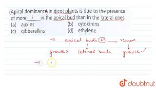 Apical dominance is dicot plants is due to the presence of morein the apical bud [upl. by Eiramanad9]