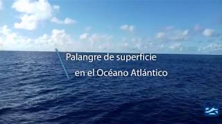 OPP7 Pesca Palangre de Superficie en el Océano Atlántico [upl. by Hana]