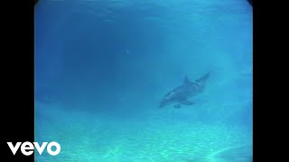 Jaco Pastorius  Dolphin Dance HD VIDEO [upl. by Rocker]