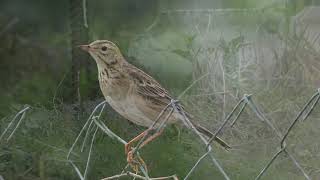 田鷚 理氏鷚 Richard’s Pipit [upl. by Monagan273]