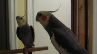 Cockatiel Singing a song from The Sound of Music [upl. by Kenney]