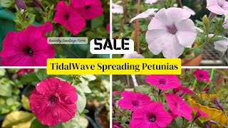 Tidal Wave Spreading Petunia 4 colours for Sale  gardening  petunia  kerala trending sale [upl. by Haerb]