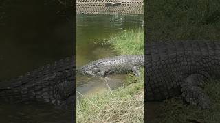 Gharial attack gharial crocodile viral viralvideo [upl. by Dowski]