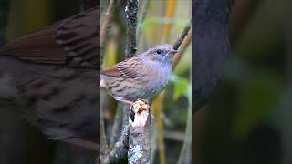 This Dunnock is a very handsome bird  Real birds shorts [upl. by Nyraf]