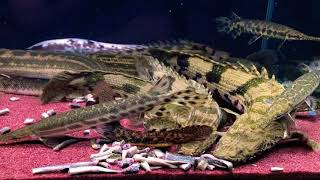 Polypterus Tank Feeding in Korea [upl. by Bruce]