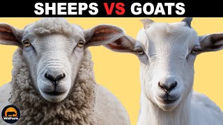 What Is the Difference Between Sheeps and Goats [upl. by Eliath]