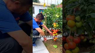 Cake fertilizer is easy to use MySmallVegetableGardenFollow me to learn how to grow vegetabes [upl. by Aicinoid]