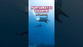 Mantarrayas Gigantes de 7 Metros 🫀👀  Archipiélago de Revillagigedo 📍🇲🇽 Buceo shorts scuba [upl. by Gerry]