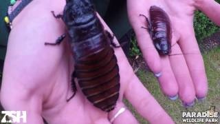 Big Bug Bonanza  Madagascan Hissing Cockroaches [upl. by Brody117]