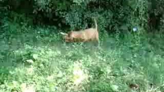 Zoldmali Tucsok wirehaired vizsla puppy and his hare prey [upl. by Zweig]