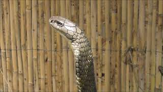 Ophiophagus hannah Just a King Cobra moving around [upl. by Gagliano]