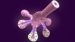 3D Salivary Gland Development  Stomodeum vs Oropharyngeal Membrane  Parotid gland [upl. by Acnalb]