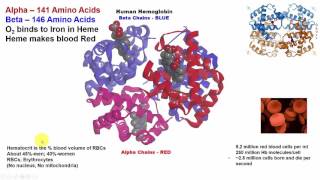 Myoglobin and Hemoglobin 1 [upl. by Nod]