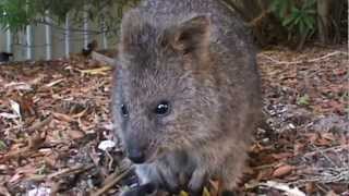 The Incredibly cute camera sniffing Quokkas from Rottnest Island [upl. by Marb21]