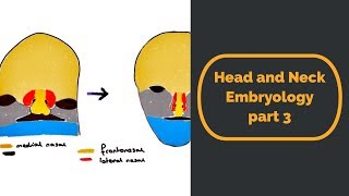 Head and Neck Embryology part three [upl. by Bail331]