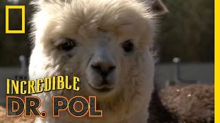 Fixing Up Alpacas  The Incredible Dr Pol [upl. by Rehteh234]