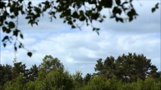 woodlark singing Lullula arborea [upl. by Kenric]