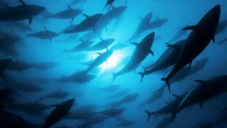 Tracking Bluefin Tuna  A Perfect Planet  BBC Earth [upl. by Jaddo]