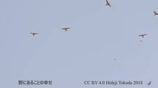 タカの渡り 白樺峠 下から見上げたタカ柱 2018年9月19日 その4 野鳥FHD 空屋根FILMS698 [upl. by Anilehs429]