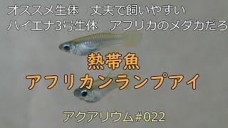 アクアリウム022 熱帯魚 アフリカンランプアイ [upl. by Aicemak]