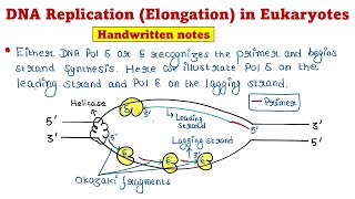 Eukaryotic DNA Replication  Elongation [upl. by Anirhtak]