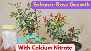 quotRoses Ki Growth Enhance Karein Calcium Nitrate Se Gardener’s GuidequotquotRoses [upl. by Sahc]