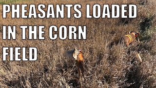 PHEASANTS LOADED IN THE CORN FIELDS  CATCH amp COOK [upl. by Anitram]