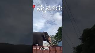 ಅಭಿಮನ್ಯು ಎಂಟ್ರಿ ನೋಡಿ ಸೂಪರ್ Abhimanyu entry in Mysore shortvideo viralshorts mysore [upl. by Iruy943]