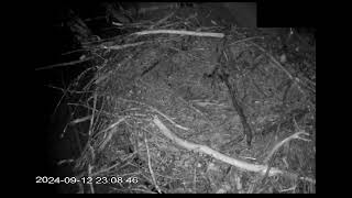 Osoyoos Osprey Cam LIVE [upl. by Daniyal]