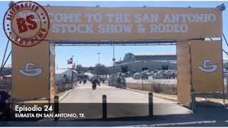 ¡¡¡ SUBASTA EN SAN ANTONIO TX  BEEFMASTER SUPREMO EPISODIO 24 [upl. by Anivle]