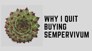 WHY I QUIT BUYING SEMPERVIVUM [upl. by Mic]