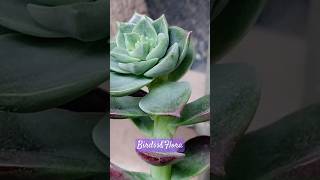 Echeveria elegans plant🪴  indoor plants  houseplants  nature trending plantsshorts aesthetic [upl. by Gibun428]