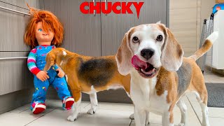 Dogs VS Evil CHUCKY Prank Funny Dog Louie The Beagle [upl. by Iht534]