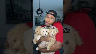 Do you have a home for any of these furbies poodle puppy shorts viralvideos [upl. by Joice123]